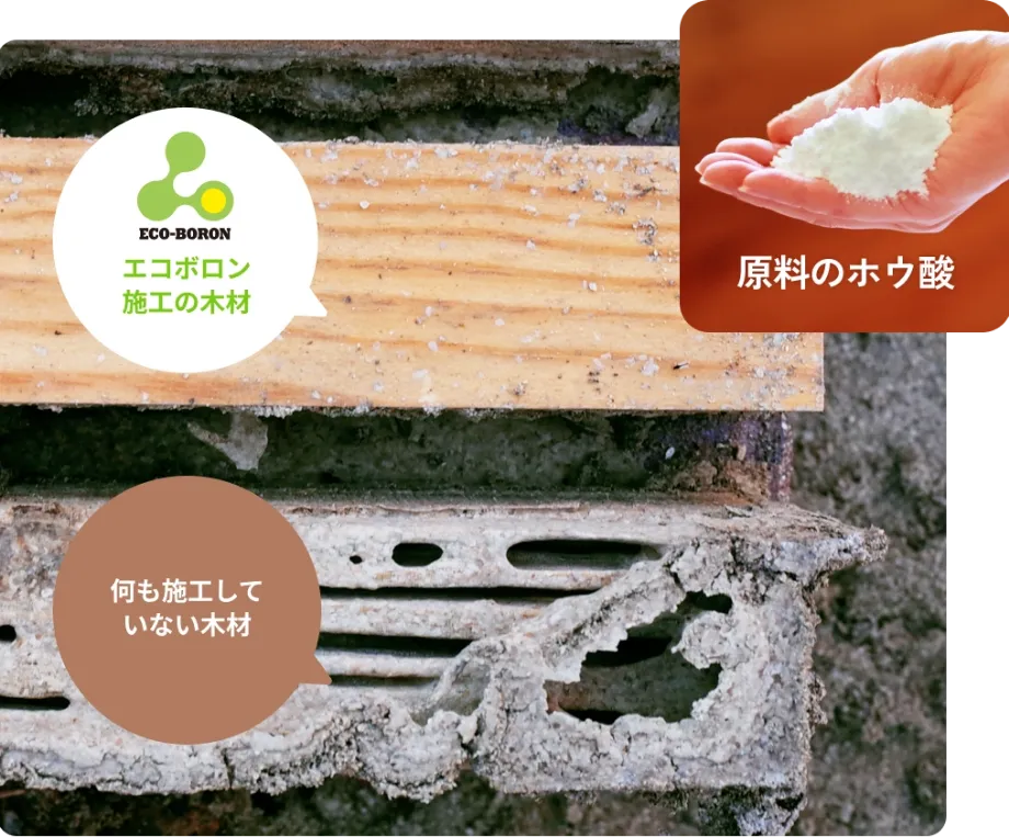 エコボロン