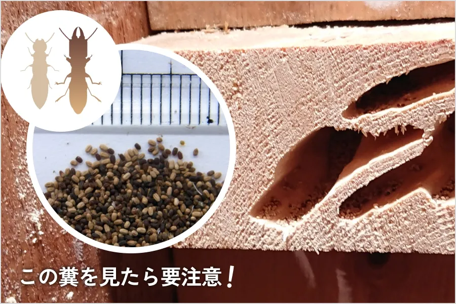 アメリカカンザイシロアリ